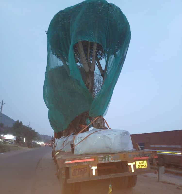 Live plant cargo loading